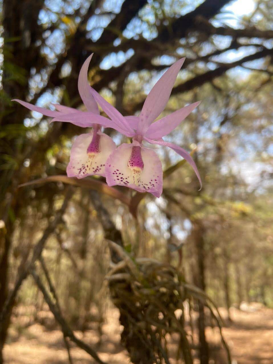 Barkeria spectabilis